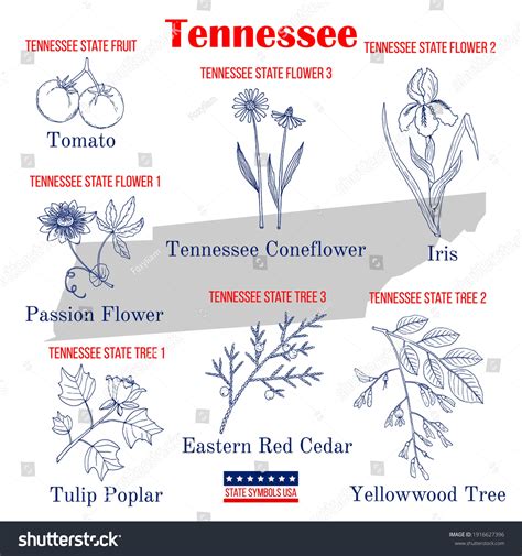 Tennessee State Flower