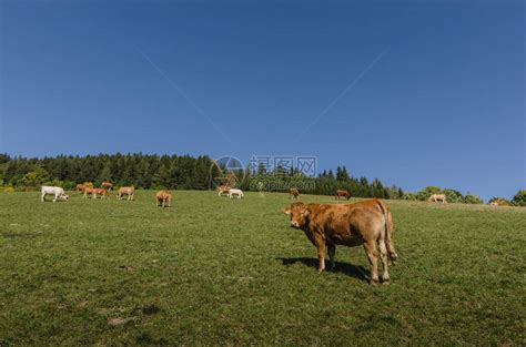 有许多牛在春天的牧高清图片下载-正版图片506243490-摄图网