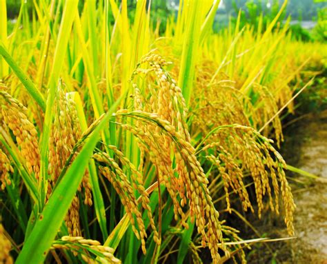 水稻农作物摄影图高清摄影大图-千库网