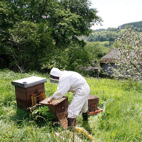 Image result for Spring Beekeeping