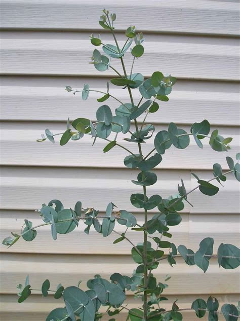 Eucalyptus Tree: Care, Grow, Varieties, Lifespan, Propagation, Benefits, Planting