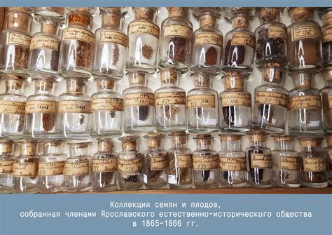 Коллекция плодов и семян