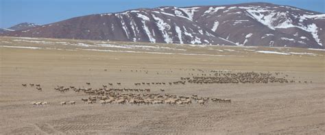 Photos : Antilopes tibétaines dans le sud-ouest de la Chine — Chine ...