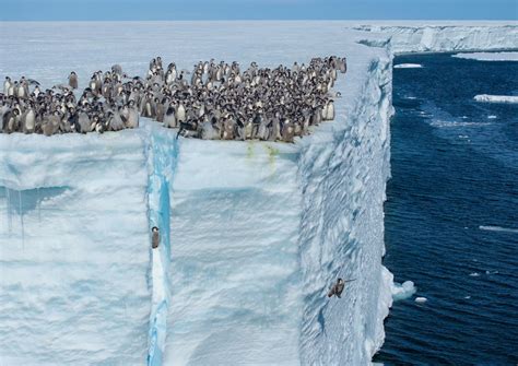 Why are these emperor penguin chicks jumping from a 50-foot cliff ...