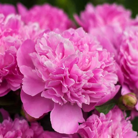 Image result for Popular Spring Flowers