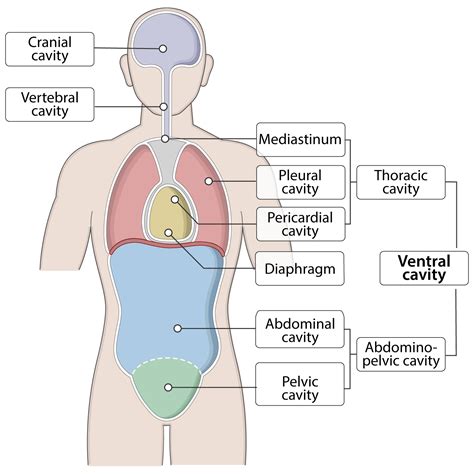 Human Body Cavities Illustrations – Human Bio Media