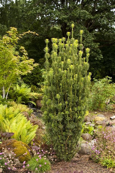 Upright Japanese Plum Yew, Cephalotaxus harringtonia 'Fastigiata'