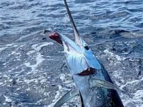 EL CHIVO SPORTFISHING (2026) All You Need to Know BEFORE You Go (with ...