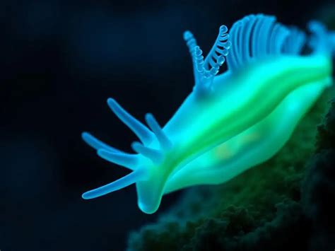 New Deep-Sea Nudibranch Species Identified After Years as a ‘Mystery ...