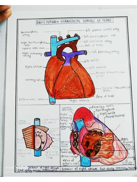 Image result for Heart Development PDF