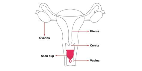The best menstrual cup for a low cervix – Asan India