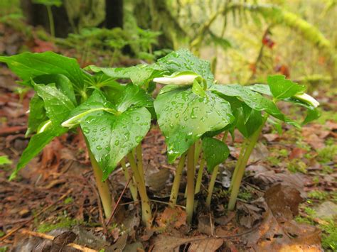 Lime Kiln Trail — Washington Trails Association