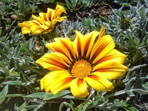 majaillaflor: gazania rigens