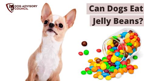 Can Dogs Eat Jelly Beans