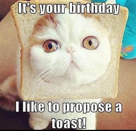 100 Best Happy Birthday Cat Memes Images Cute Birthday Messages Cute