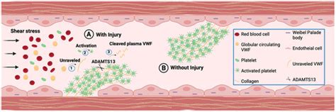 Age-Associated Increase in Thrombogenicity and Its Correlation with von ...