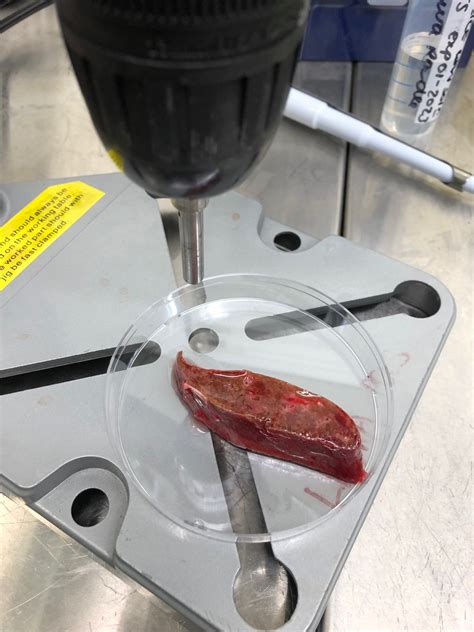 Image result for Mutilate Tissue Sample