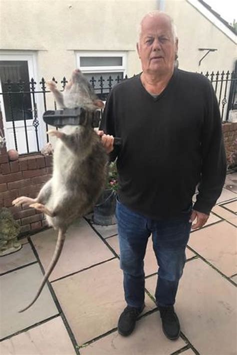 英国82岁老翁抓到一只45公分长的巨大老鼠王 - 神秘的地球 科学|自然|地理|探索