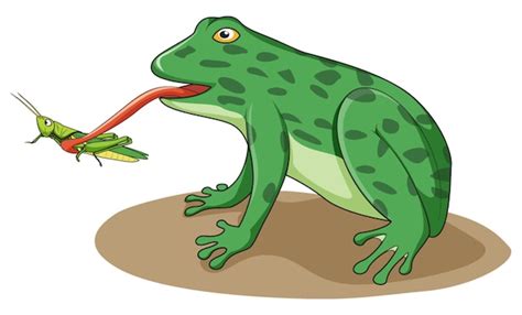 Image result for Frog Catching Insect