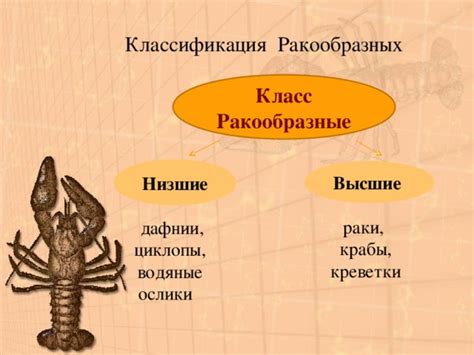 Презентация урока по теме "Класс Ракообразные"