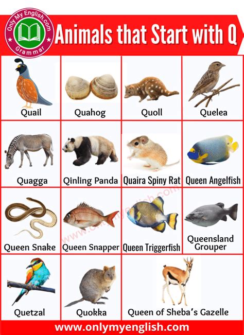 20 Animals that Start with Q | Animals beginning with Q