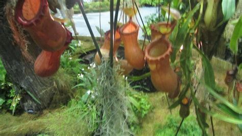 D'source Design Gallery on World Orchid Conference 3 - 75 stunning ...