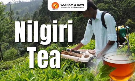 Nilgiri Tea, Climatic Conditions, Issues, Latest News