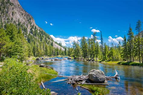 4 Amazing Animals That Are Endangered and Living in Yellowstone National Park - A-Z Animals