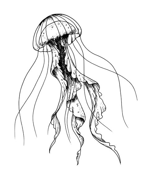 Jellyfish. Vector hand drawn illustration of Jelly Fish on isolated background in outline style ...