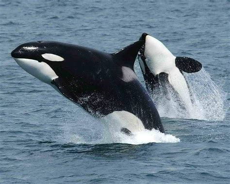 Orca Watching Across The World | Femina.in