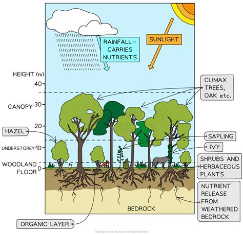 Deciduous Woodland Food Web GCSE Geography - Revision Notes