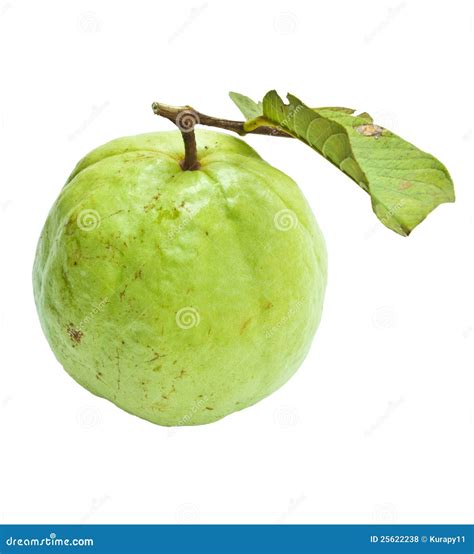 Guava with leaf stock photo. Image of nourish, full, crop - 25622238
