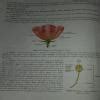 example what do you understand by sexual reproduction - Brainly.in
