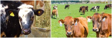 Agriculture and Technology: The future Landscape | nasscom | The ...