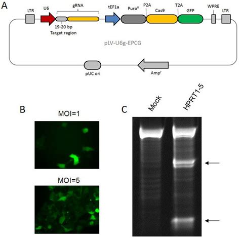 CRISPR Cas 9 Nuclease RNA-guided Genome Editing