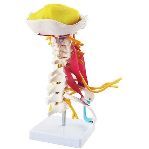 Buy Human Cervical Spine Model, Cervical Spine Muscle and Nerve Anatomy ...