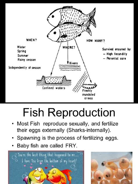 Breeding in Fish | Download Free PDF | Spawn (Biology) | Reproduction
