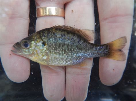 Redear Sunfish