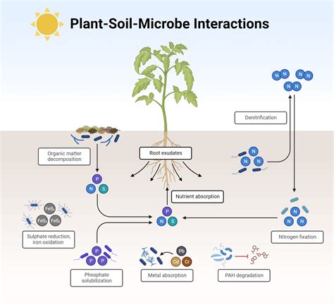 Plant-Soil-Microbe Interactions | BioRender Science Templates