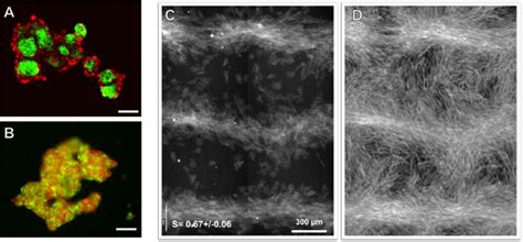 Image result for Adhesion Cell Sorting