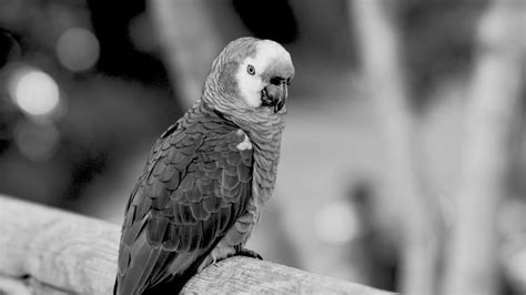 Wallpaper jaco, parrot, beak, wild, black and white hd, picture, image