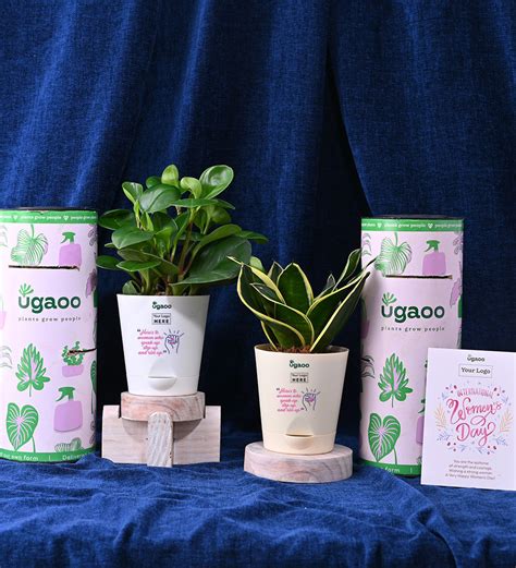 Set of Two Plants For Women's Day - Hamper 3 – Ugaoo