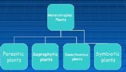 Heterotrophic Mode of Nutrition: Nutrition in Animals - Science Class 7 ...