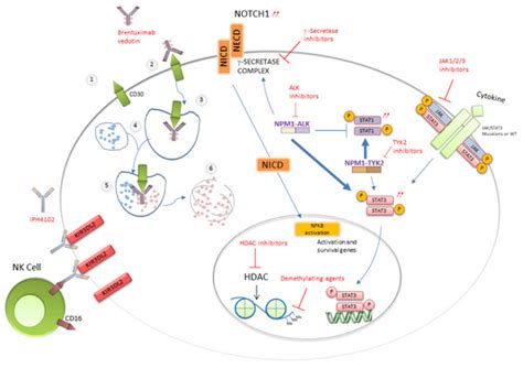 Cytokines, Genetic Lesions and Signaling Pathways in Anaplastic Large ...