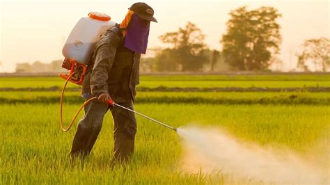 Pesticides In vegetables: বাজারের সবজিতে চোখ রাঙাচ্ছে 'পেসটিসাইড'-এর ...