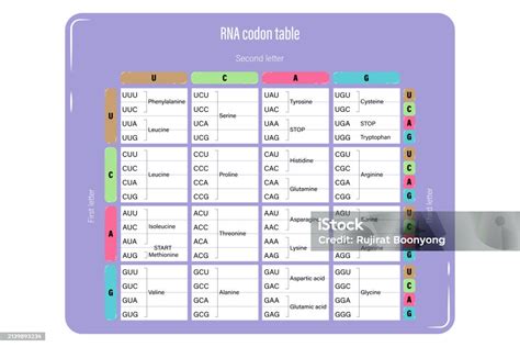 DNA and RNA codon tables Codon Usage 的图像结果