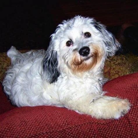 Image result for White Cockapoo