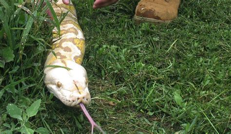 Image result for What a 15 Foot Python Can Do