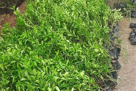 Him Foundation Dehradun, NGO in Dehradun, Good NGO in Dehradun, book ...