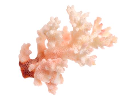 Buy Certified Coral Gemstone Online – gemkart.com– Gemkart